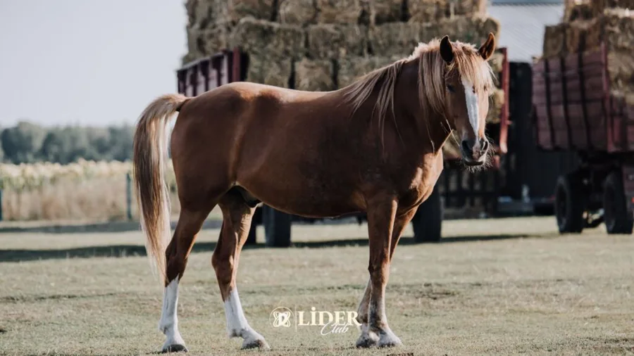 Amerikan Quarter Atı (American Quarter Horse)
