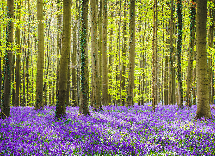 Hallerbos Ormanı