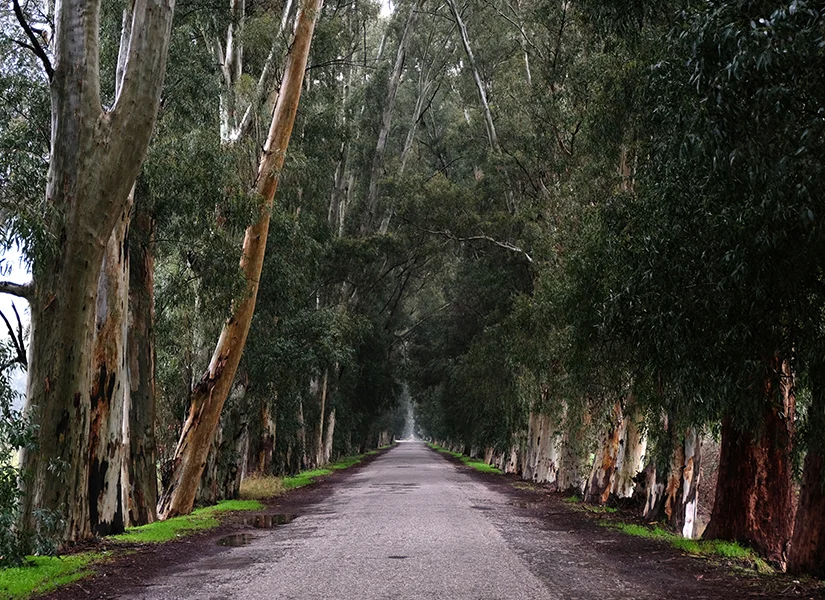 Aşıklar Yolu (Okaliptüslü Yol)