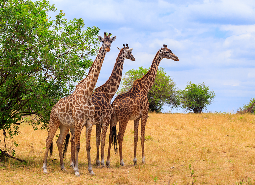 Serengeti National Park Tanzanya
