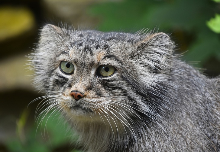 Pallas kedisi