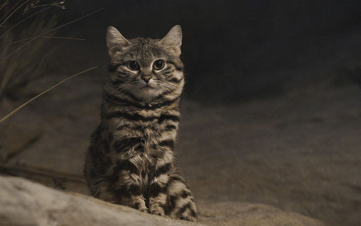 Kara ayaklı kedi