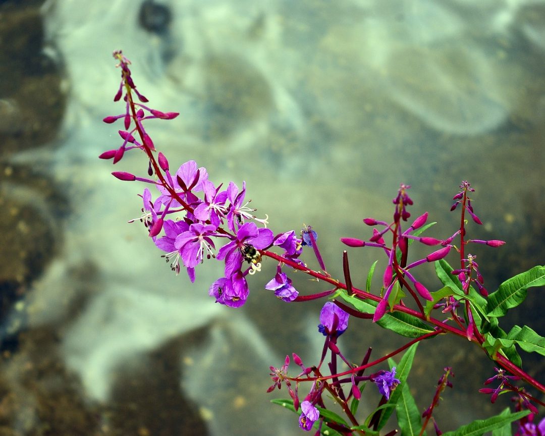 Ateş otu Chamerion angustifolium