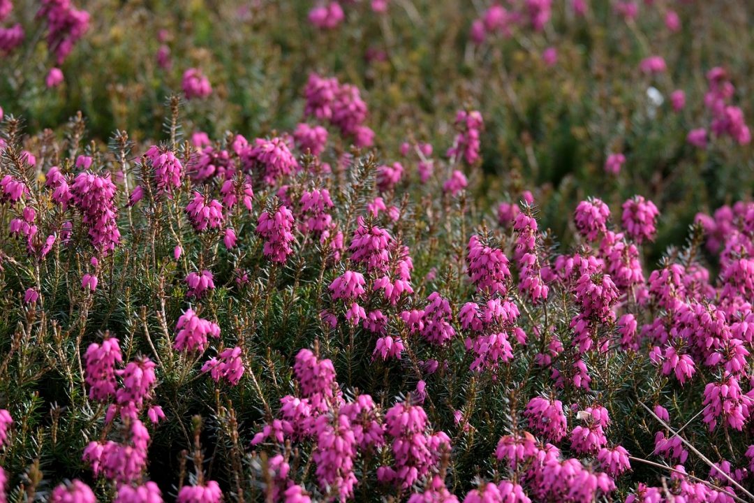 Pembe Dağ Fundalı Phyllodoce empetriformis
