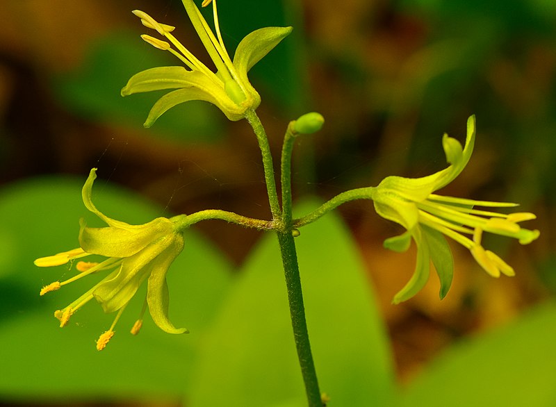 Mavi boncuk zambakı Clintonia borealis