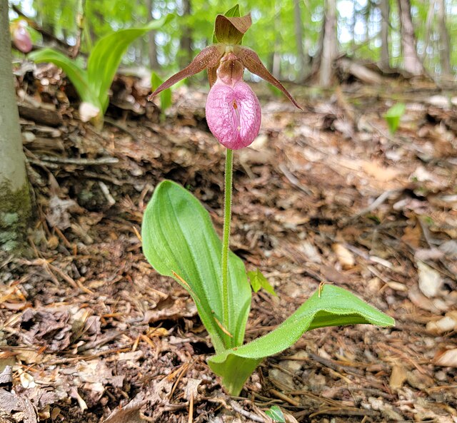 Pembe Hanımefendi Terliği Cypripedium acaule