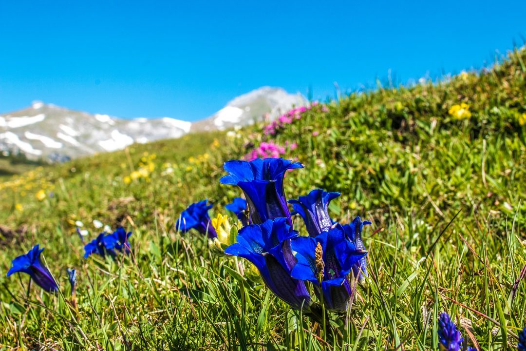 Pirene Trompet Gentian Gentiana occidentalis