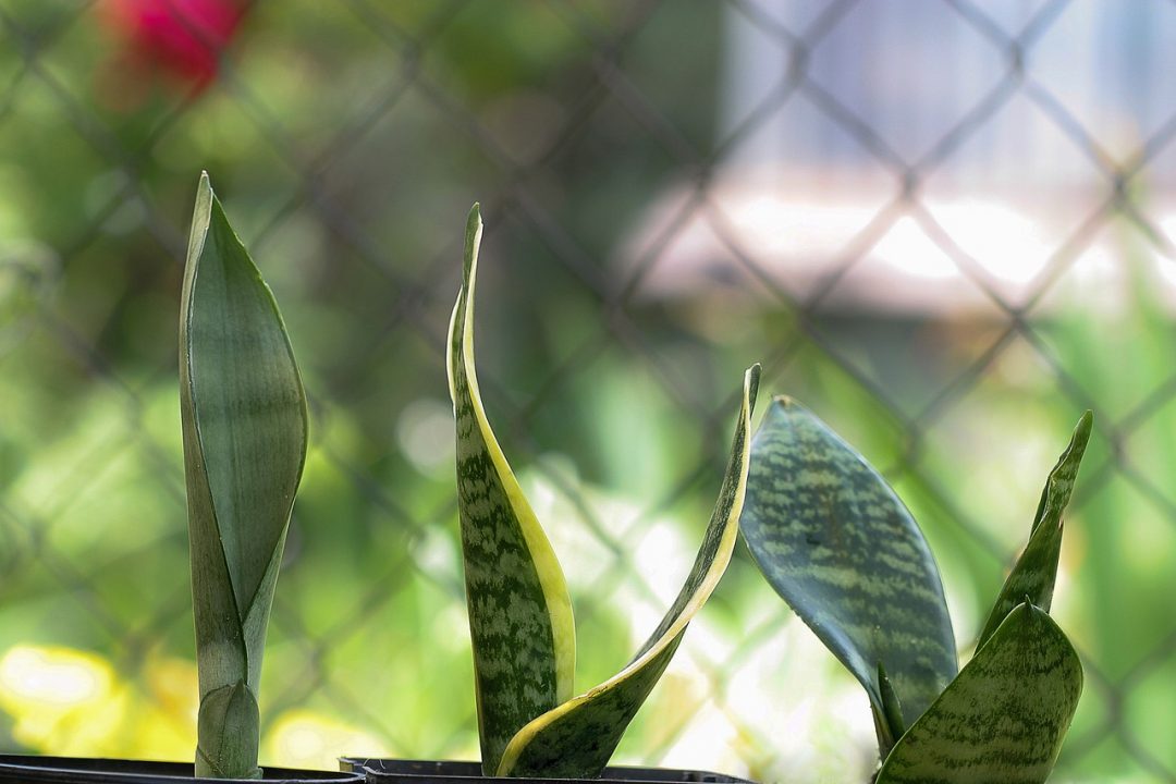 Yılan Bitkisi Sansevieria