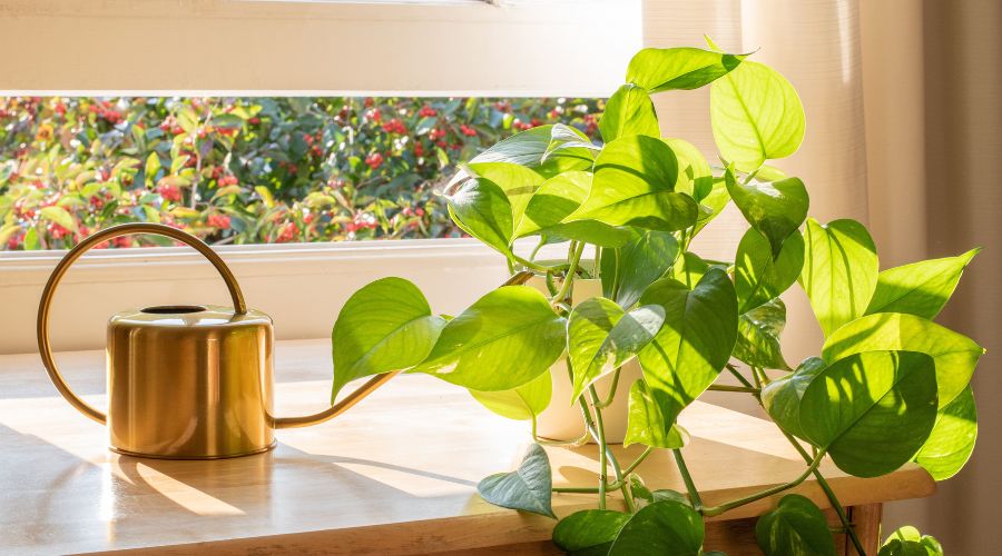 Pothos Epipremnum aureum