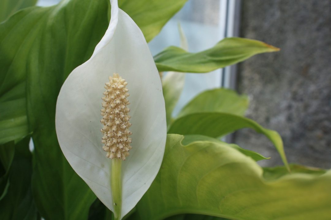 Barış Lülüferi Spathiphyllum