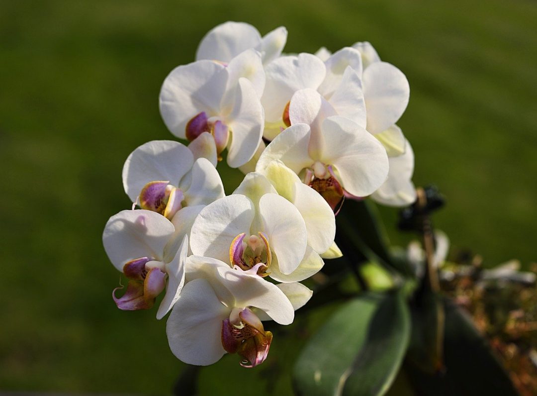Orkide Phalaenopsis