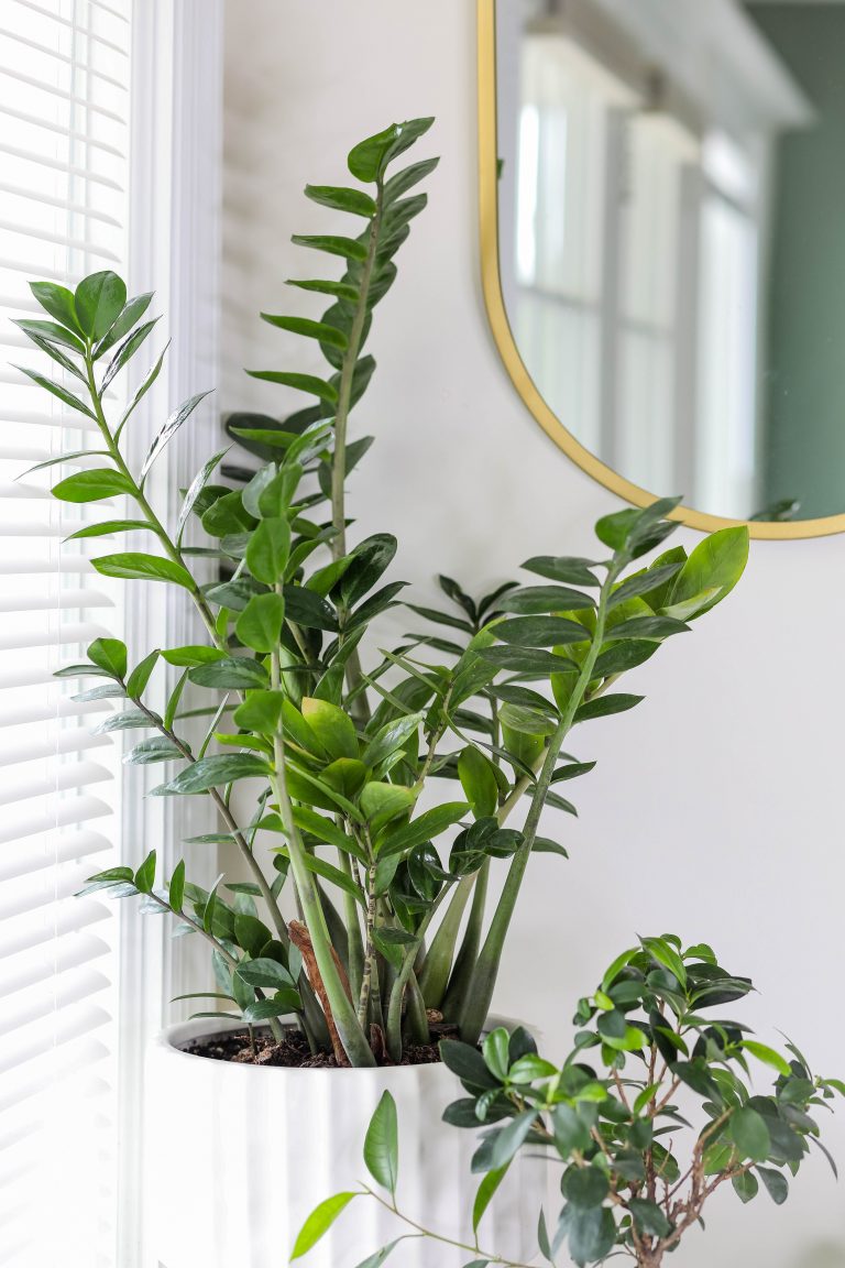 ZZ Bitkisi Zamioculcas zamiifolia
