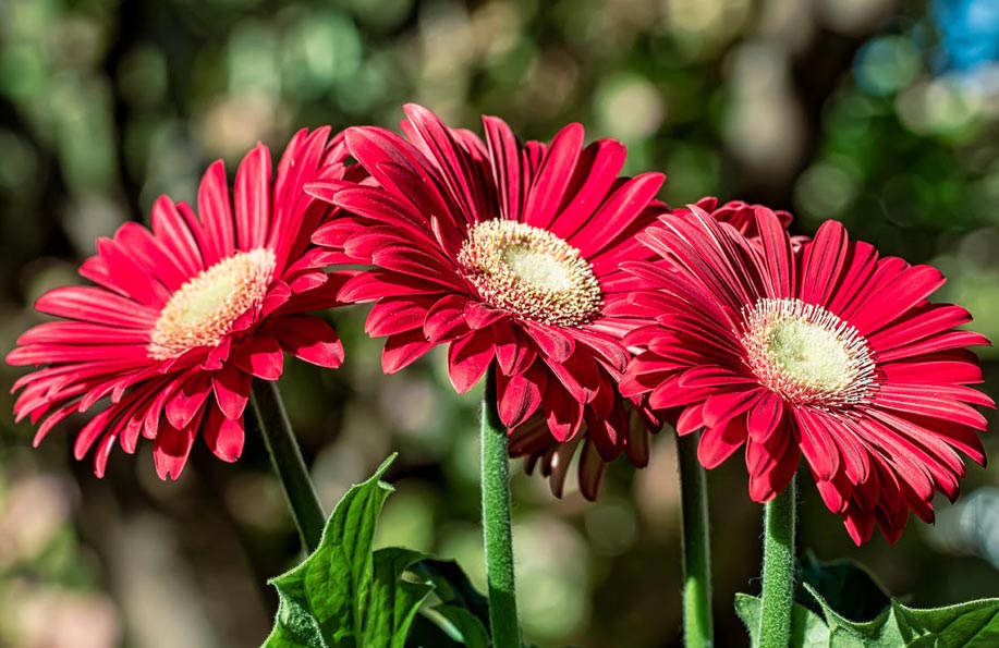 Gerbera Anlamı Saflık ve Masumiyet
