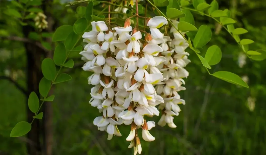Akasya