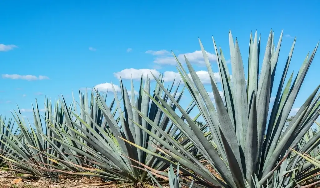 Agave