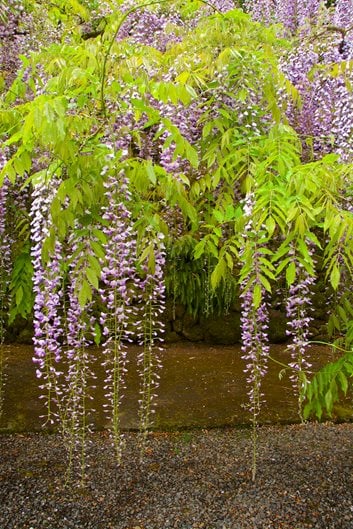 WISTERIA Wisteria spp