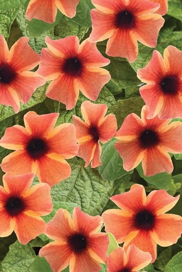 SİYAH GÖZLÜ SUSAN SARMAŞIĞI Thunbergia alata