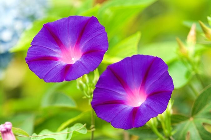 SABAH SEFA Ipomoea spp