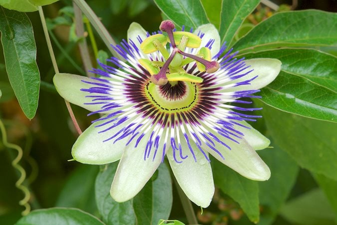 ÇARKIFELEK Passiflora spp