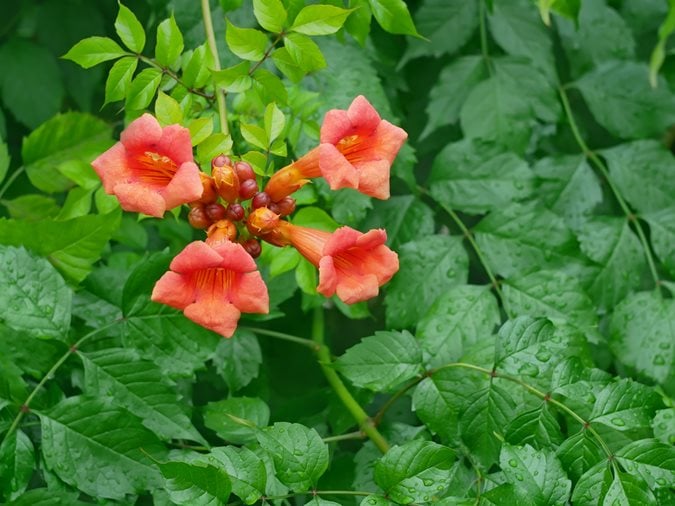 TROMPET VINE Campsis radicans