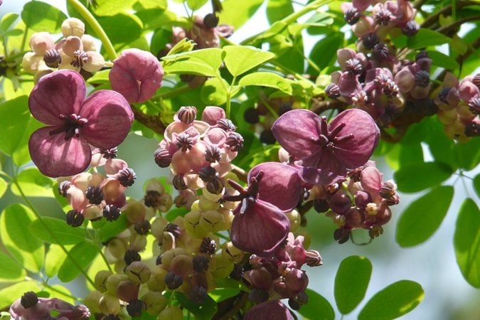ÇİKOLATA ASMASI Akebia quinata