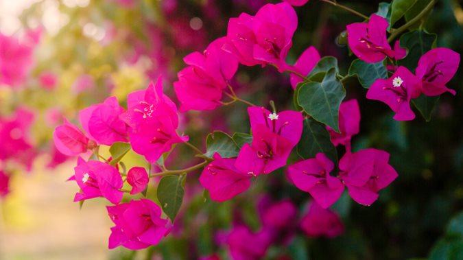 BOUGAINVILLEA Bougainvillea spp
