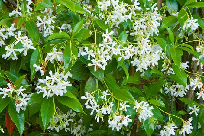 YILDIZ YASEMİNİ Trachelospermum jasminoides