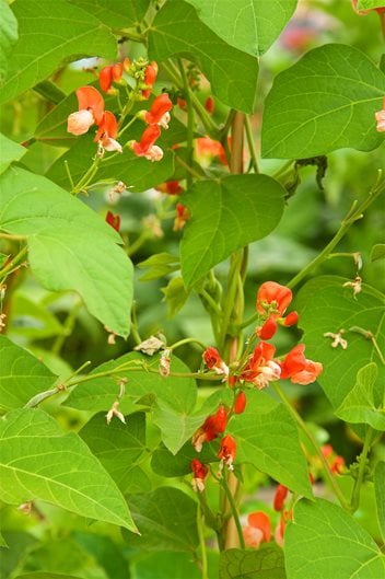 KIZIL KOŞUCU FASULYE Phaseolus coccineus