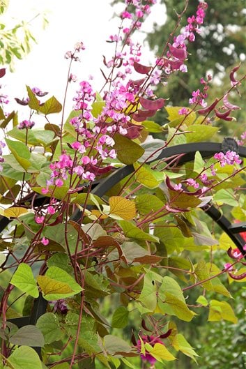 Sümbül Fasulyesi Lablab purpureus
