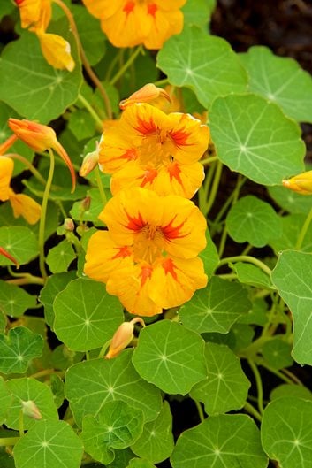 NASTURTIUM Tropaeloum majus