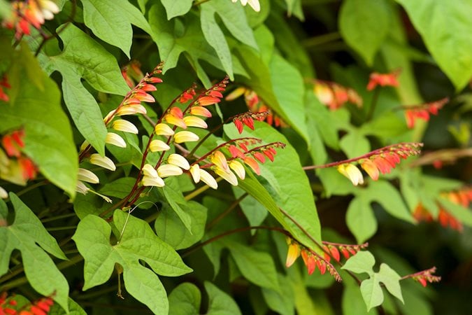HAVAI FİŞEK SARMAŞIĞI Ipomoea lobata