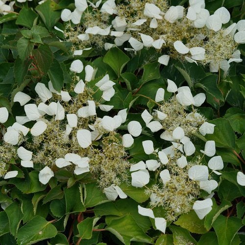 YALANCI ORTADÖĞÜS SARMAŞIĞI Schizophragma hydrangeoides
