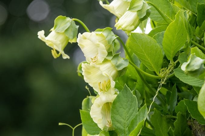 FİNCAN VE TABAĞI ASMA Cobaea scandens