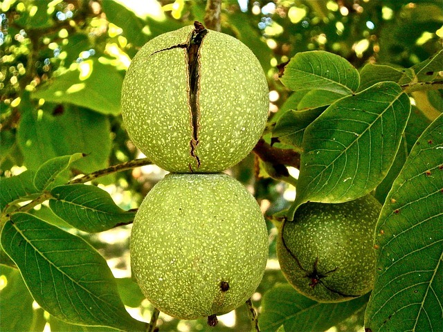 Ceviz ağacı