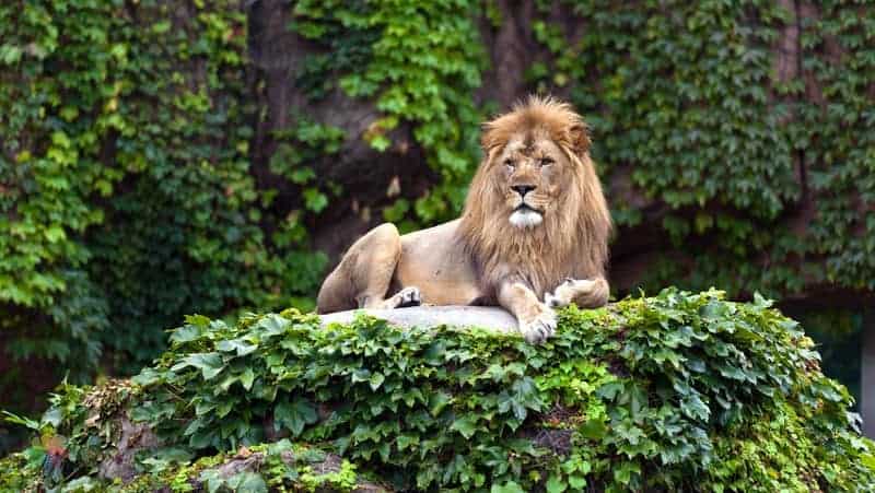 Lincoln Park Zoo