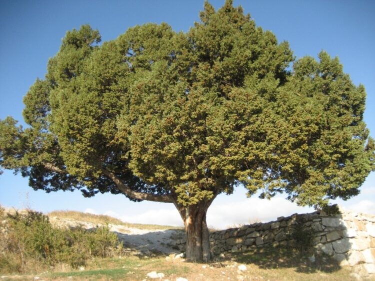 Ardıç