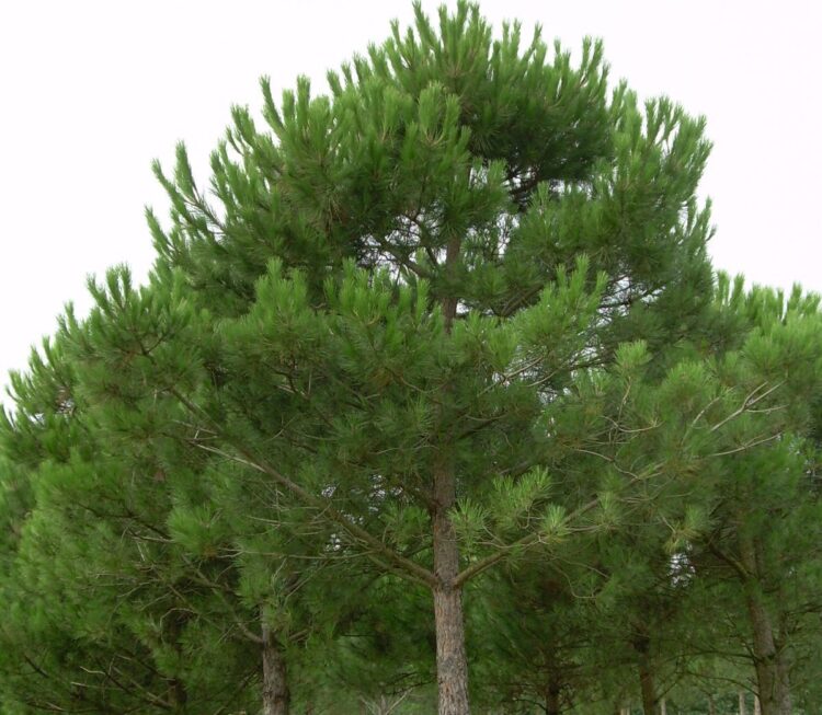 Fıstıkçamı