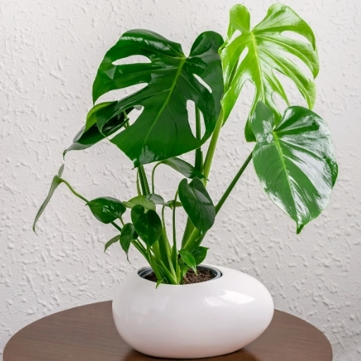 Deve Tabanı Monstera deliciosa