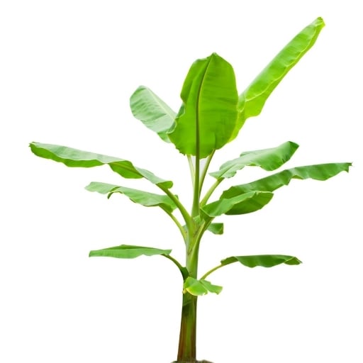 Muz Ağacı Musa acuminata