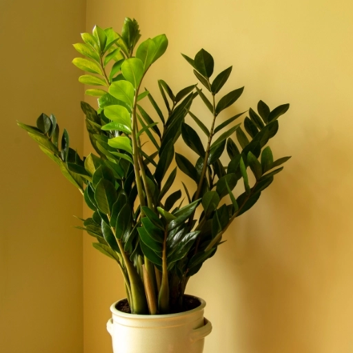 Zeze Bitkisi Zamioculcas zamiifolia