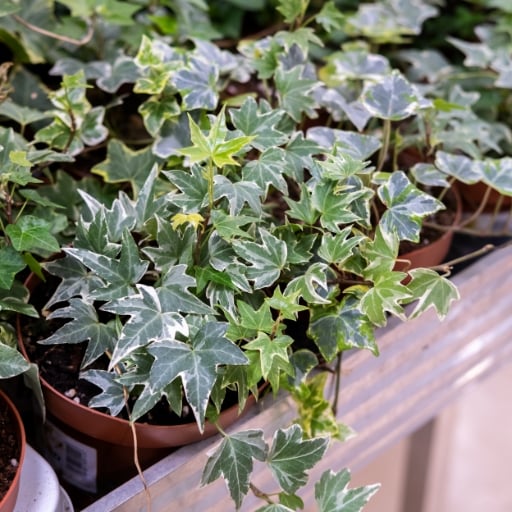 İngiliz Sarmaşığı Hedera helix