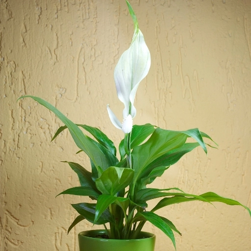 elken Çiçeği Spathiphyllum