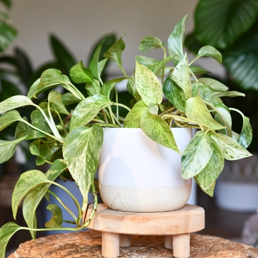 Pothos Sarmaşığı Epipremnum aureum