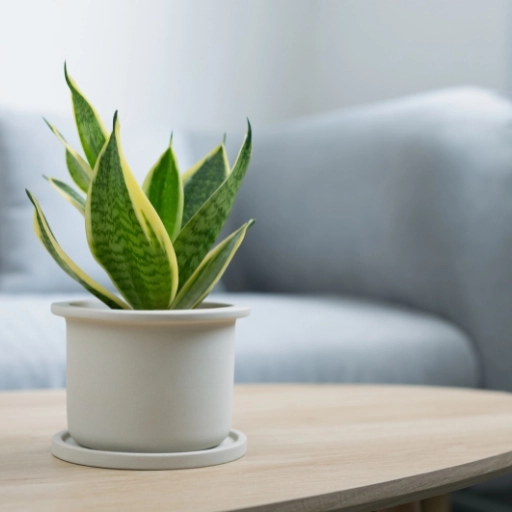Paşa Kılıcı Sansevieria trifasciata