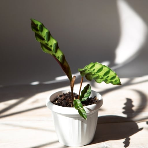 Dua Çiçeği Calathea lancifolia