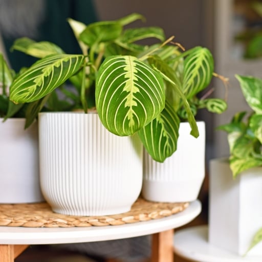 Maranta Dua Çiçeği Maranta leuconeura