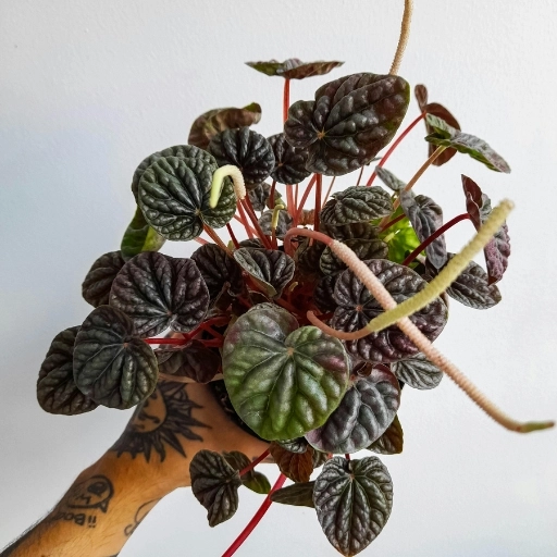 Karpuz Peperomyası Peperomia clusiifolia