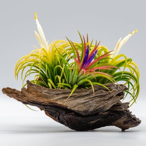 Hava Bitkisi Tillandsia