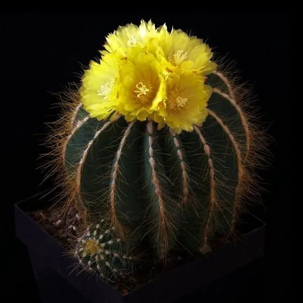 Parodia Kaktüsü
