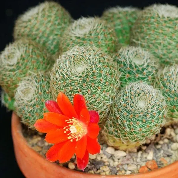 Rebutia Kaktüsü